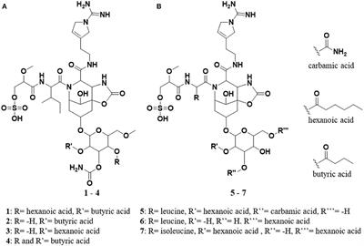 Corrigendum: Four new suomilides isolated from the cyanobacterium Nostoc sp. KVJ20 and proposal of their biosynthetic origin